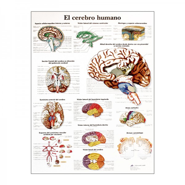 Anatomiediagramm: Menschliches Gehirn